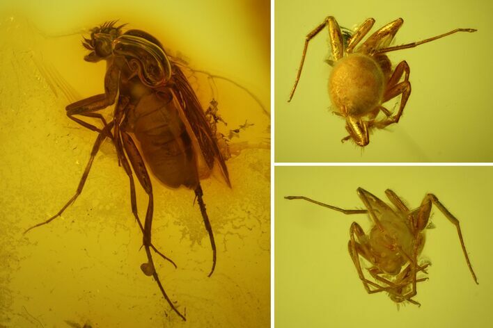 Fossil Fly (Diptera) and a Spider (Araneae) In Baltic Amber #159792